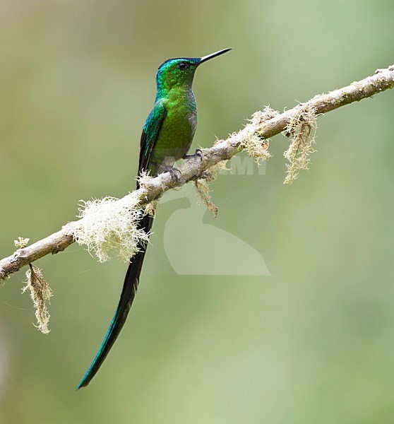 Langstaartnimf, Long-tailed Sylph, Aglaiocercus kingii stock-image by Agami/Marc Guyt,