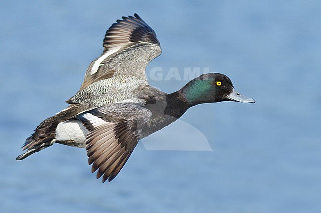 Lesser Scaup (Aythya affinis) flying in Victoria, BC, Canada. stock-image by Agami/Glenn Bartley,