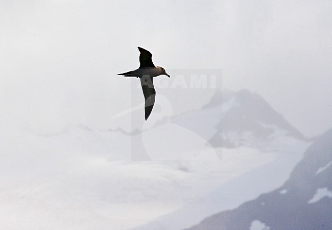 Roetkopalbatros, Light-mantled Sooty Albatross, Phoebetria palpebrata stock-image by Agami/Marc Guyt,