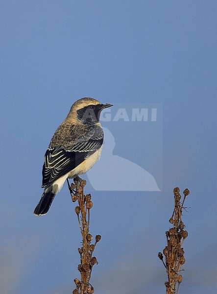 Onvolwassen mannetje Bonte Tapuit, Immature male Pied Wheatear stock-image by Agami/Tomi Muukkonen,