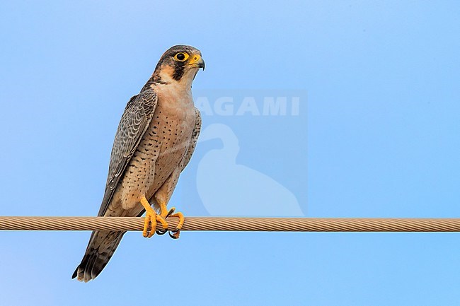 Barbary Falcon (Falco pelegrinoides), adult perched on a wire in Oman stock-image by Agami/Saverio Gatto,