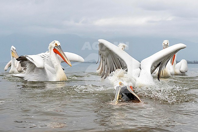 Dalmatian Pelican (Pelecanus crispus) feeding on fish on lake Kerkini in Greece. stock-image by Agami/Marcel Burkhardt,