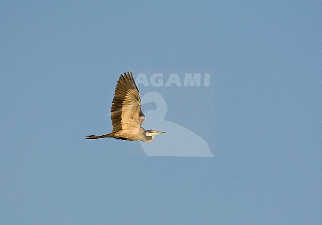 Zwartkopreiger in de vlucht; Black-headed Heron in flight stock-image by Agami/Marc Guyt,