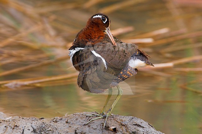 Vrouwtje Goudsnip; Female Greater Painted Snipe stock-image by Agami/Daniele Occhiato,