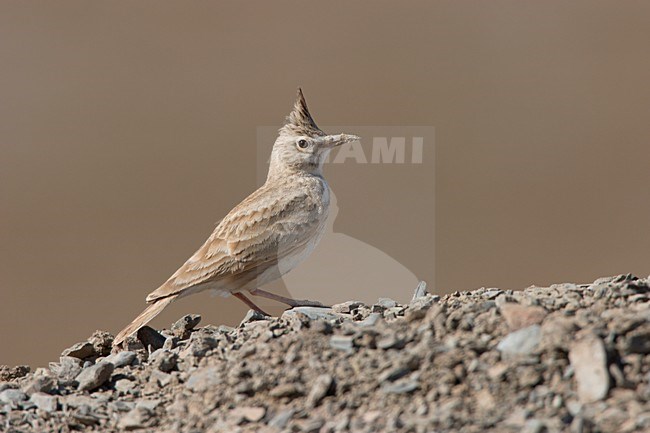 Langsnavelkuifleeuwerik op richel; Long-billed Crested Lark perched on ridge stock-image by Agami/Ran Schols,