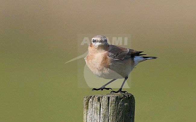 Northern Wheatear, Oenanthe oenanthe, 1st winter female during migration at Falsterbo, Sweden stock-image by Agami/Helge Sorensen,