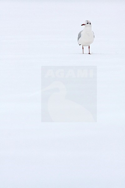 Kokmeeuw in de sneeuw Nederland, Black-headed Gull in snow Netherlands stock-image by Agami/Wil Leurs,