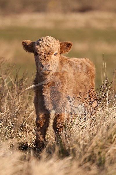 Highland Cow (Bos Taurus) calf standing in grass stock-image by Agami/Caroline Piek,