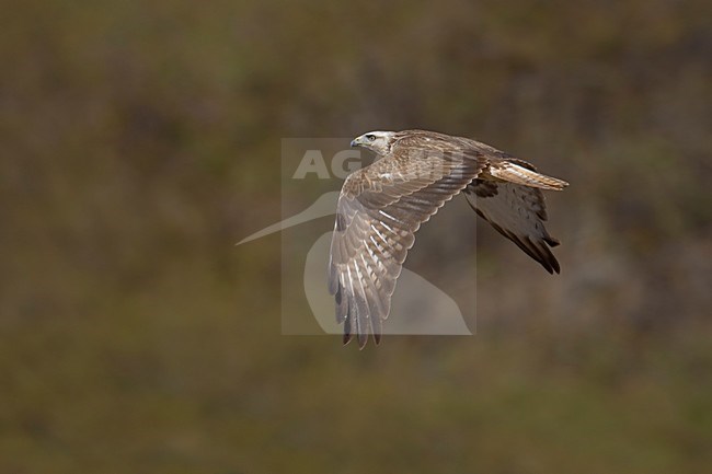 Juveniele Arendbuizerd in de vlucht; Juvenile Long-legged Buzzard in flight stock-image by Agami/Daniele Occhiato,