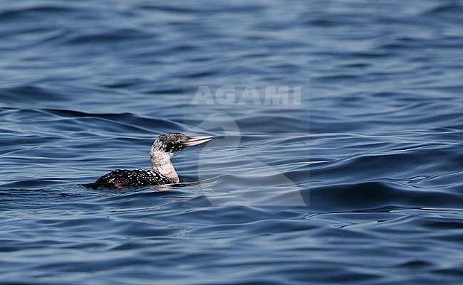 Moulting adult White-billed Diver (Gavia adamsii), also known as Yellow-billed Loon, swimming at sea off Kattegat in Denmark. Moulting. stock-image by Agami/Helge Sorensen,