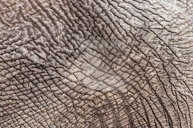 Detail of African Elephant (Loxodonta africana) skin stock-image by Agami/Caroline Piek,