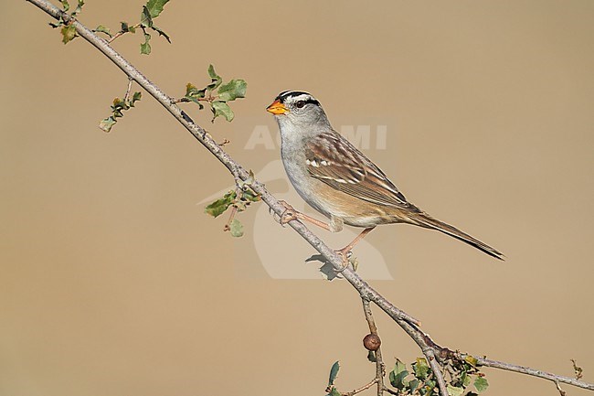 Adult 
Santa Barbara Co., CA
November 2022 stock-image by Agami/Brian E Small,