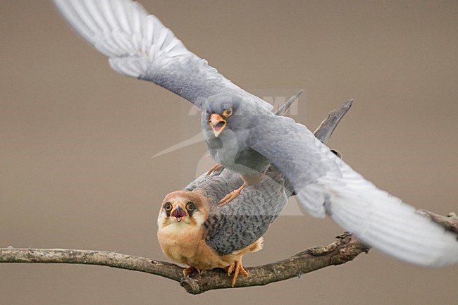 Roodpootvalk parend; Red-footed Falcon mating stock-image by Agami/Bence Mate,