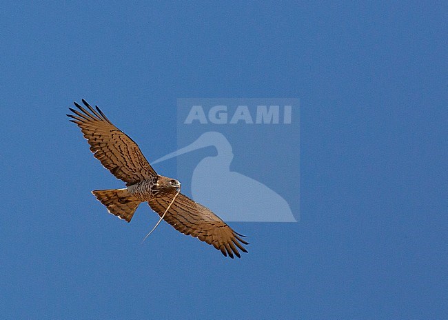 Adult Short-toed Eagle (Circaetus gallicus) with caught snake in Valencia province stock-image by Agami/Edwin Winkel,