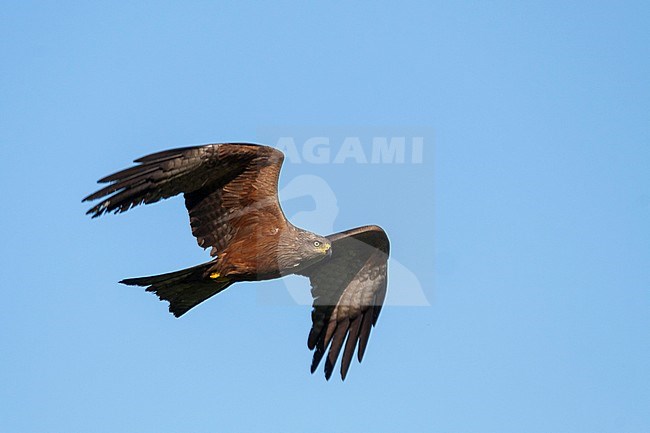 (Western) Black Kite (Milvus migrans ssp. migrans), Germany, adult in flight, seen from below. Flying against a blue sky as a background. stock-image by Agami/Ralph Martin,