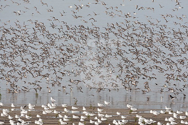 Grote groepen vogels in Westhoek; Bird flocks at Westhoek stock-image by Agami/Marc Guyt,