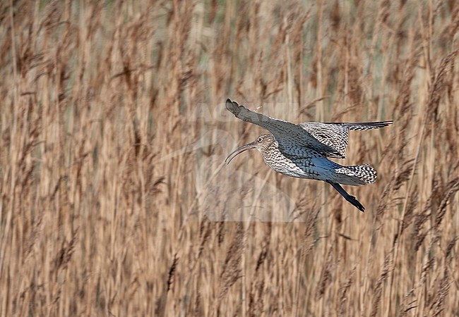 Adult Eurasian Curlew (Numenius arquata) calling during the breeding season in the coastal dunes of Texel in the Netherlands. stock-image by Agami/Marc Guyt,