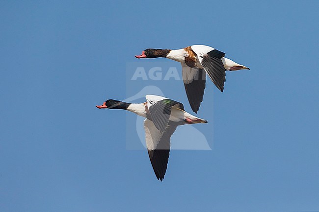 Bergeenden in vlucht; Common Shelducks in flight stock-image by Agami/Daniele Occhiato,