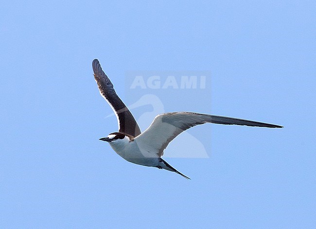 Adult Sooty Tern (Onychoprion fuscatus) in flight over the sea off the island Graciosa in the Azores. An archipelago in the middle of the atlantic ocean. stock-image by Agami/David Monticelli,