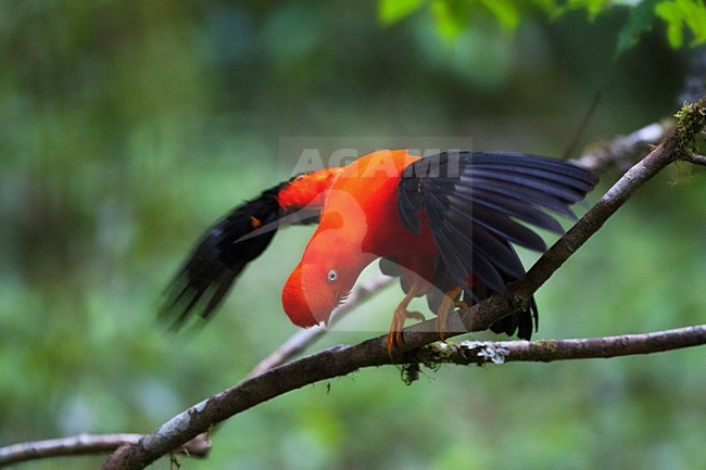 Rode Rotshaan, Andean Cock-of-the-rock, Rupicola peruvianus stock-image by Agami/Marc Guyt,