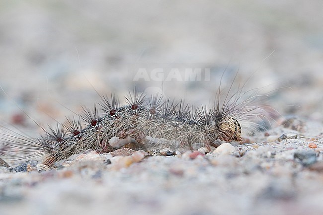 Lymantria dispar - Gypsy moth - Schwammspinner, Kyrgyzstan, caterpillar stock-image by Agami/Ralph Martin,