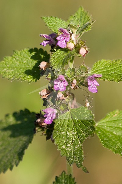 Stinkende ballote; Black horehound stock-image by Agami/Arnold Meijer,