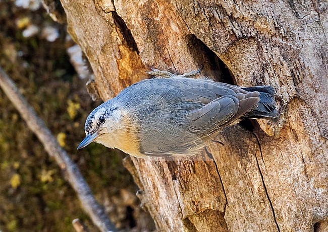 David Monticelli and I - Planified to follows the way of the Algerian Nuthatch's belgian discover (J-P Ledant) to try to photographs the bird. We first refound the bird in the top of the Djebel Babor, a restricted area, cause of high spot of terrorism in Petite Kabylie, Algreria. The day after we found a nest in the east side of the Tamentout forest. This pictures was taken under the nest. stock-image by Agami/Vincent Legrand,