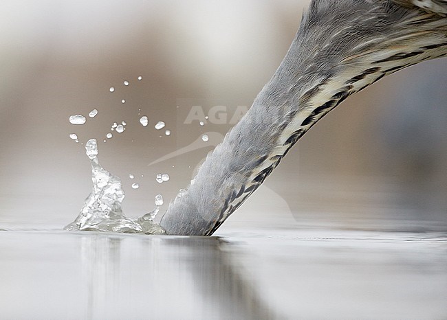 Vissende Blauwe Reiger; Foraging Grey Heron stock-image by Agami/Markus Varesvuo,