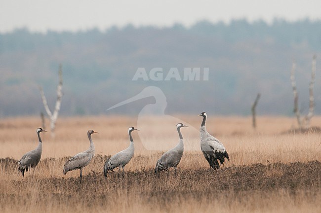 Kraanvogels pleisterend in heideveld; Common Cranes in heath stock-image by Agami/Han Bouwmeester,