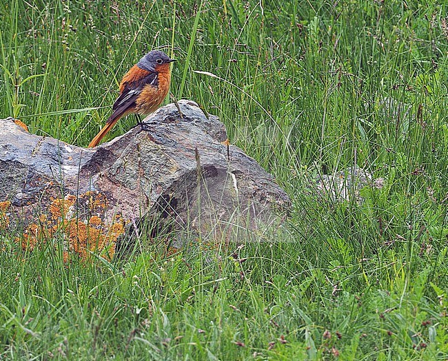 Adult male Przevalski's redstart (Phoenicurus alaschanicus), also known as the Ala Shan redstart,  on Tibetan plateau, Qinghai, China. stock-image by Agami/James Eaton,