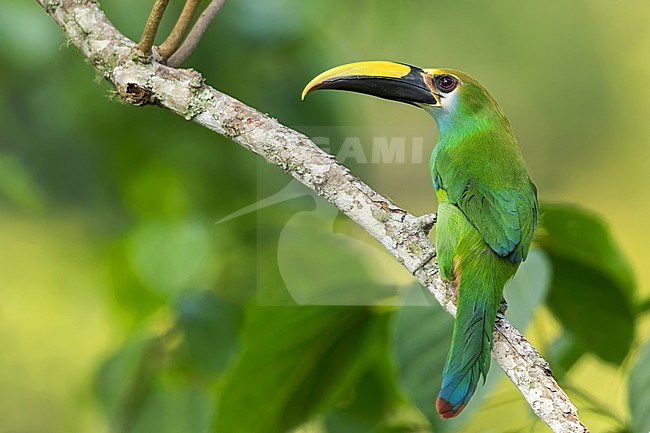 Wagler's Toucanet (Aulacorhynchus wagleri) in Mexico. Perched on a branch. stock-image by Agami/Dubi Shapiro,