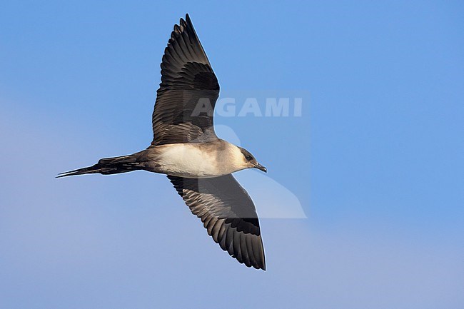 Parasitic Jaeger (Stercorarius parasiticus), light morph adult in flight, Southern Region, Iceland stock-image by Agami/Saverio Gatto,