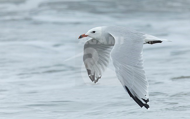 Adult Audouin's Gull (Ichthyaetus audouinii) during autumn in Ebro delta, Spain. The global population is currently in a rapid reduction. stock-image by Agami/Marc Guyt,