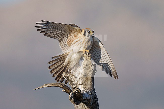 Adult female
Riverside Co., CA
January 2022 stock-image by Agami/Brian E Small,