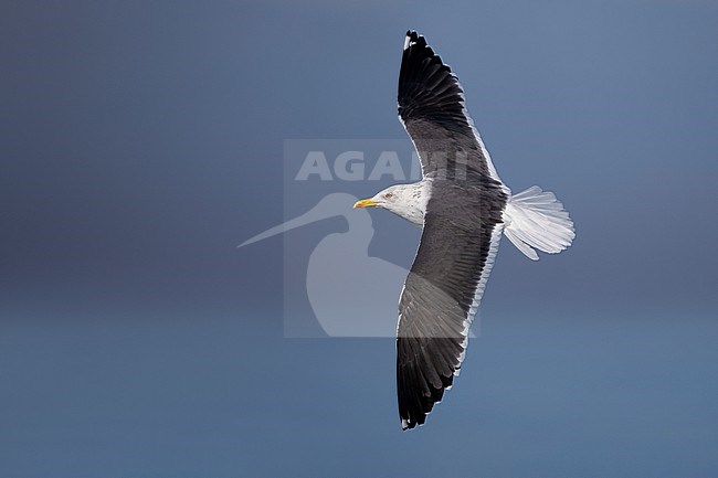 Lesser Black-backed Gull (Larus fuscus intermedius) in Italy. stock-image by Agami/Daniele Occhiato,