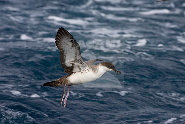 Grote Pijlstormvogel op volle zee; Great Shearwater out at sea stock-image by Agami/Marc Guyt,