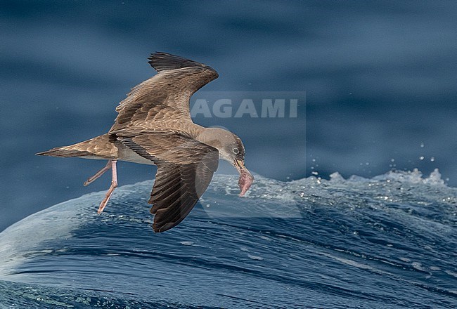 Cape Verde Shearwater (Calonectris edwardsii) is an endemic breeding bird. A recent split and part of the 'cory shearwater complex'  with Cory's and Scopoli's Shearwater. stock-image by Agami/Eduard Sangster,