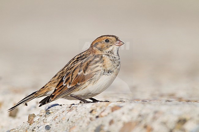 Lapland Longspur - Spornammer - Calcarius lapponicus ssp. lapponicus, Germany stock-image by Agami/Ralph Martin,