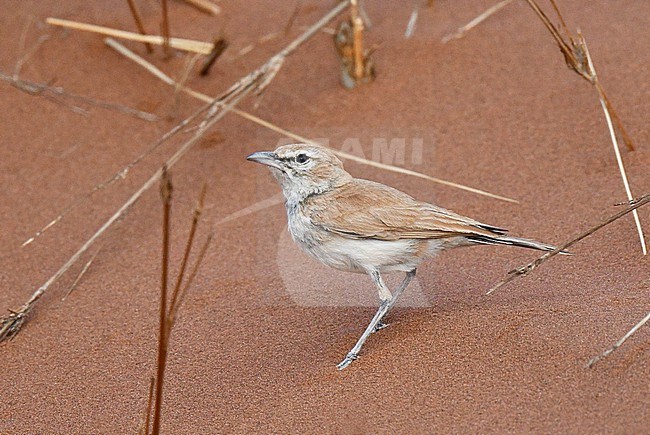 Dune lark (Calendulauda erythrochlamys) in Namibia. Standing on red colored sand dunes. stock-image by Agami/Laurens Steijn,