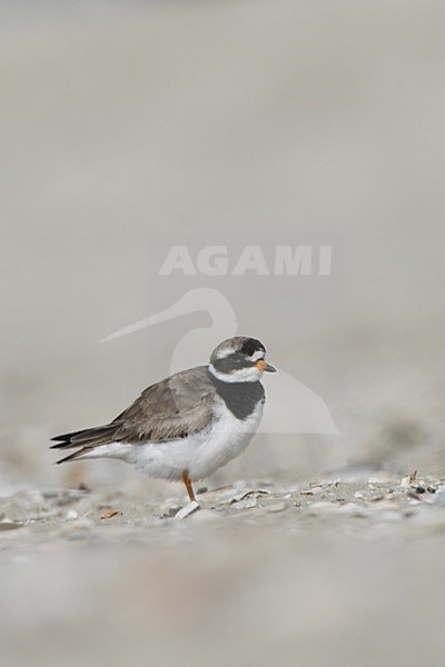 Bontbekplevier in zomerkleed; Common Ringed Plover in breeding plumage stock-image by Agami/Arnold Meijer,