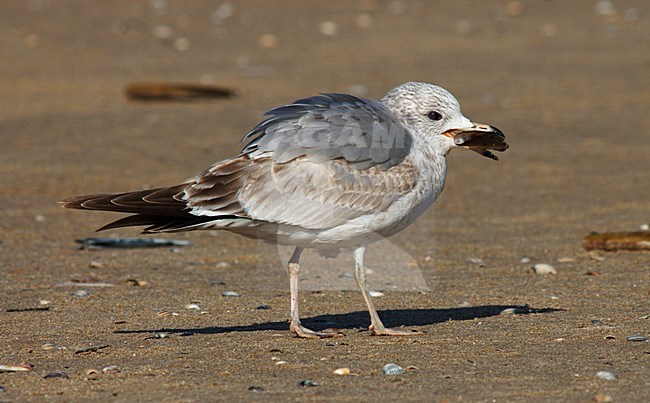 Common Gull immature; Stormmeeuw onvolwassen stock-image by Agami/Marc Guyt,