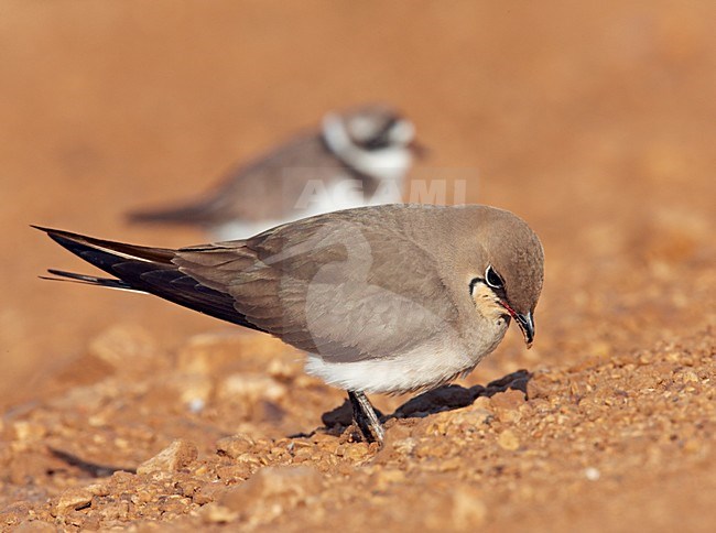 Vorkstaartplevier staand op grond; Collared Pratincole perched on ground stock-image by Agami/Markus Varesvuo,