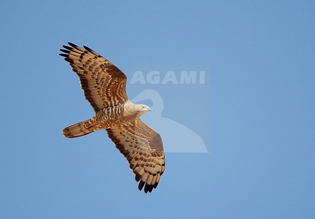 Volwassen Wespendief in de vlucht; Adult European Honey Buzzard in flight stock-image by Agami/Markus Varesvuo,