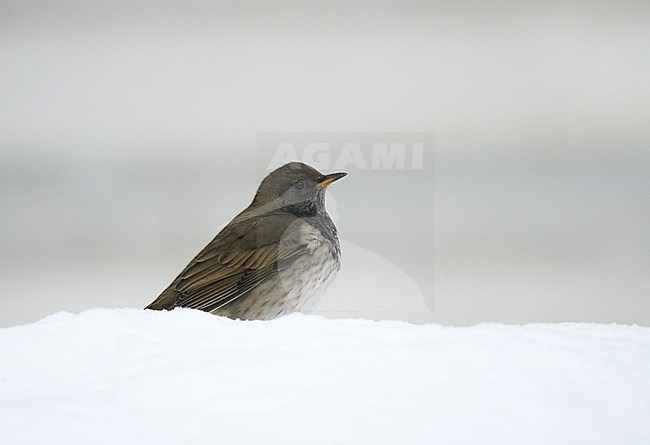 Mannetje winterkleed Zwartkeellijster; Adult male winter Black-throated Thrush, Finland stock-image by Agami/Tomi Muukkonen,