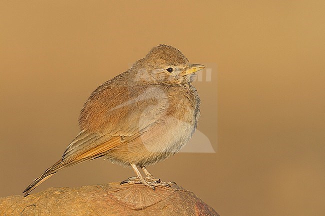 Desert Lark - Steinlerche - Ammomanes deserti ssp. payni, Morocco stock-image by Agami/Ralph Martin,