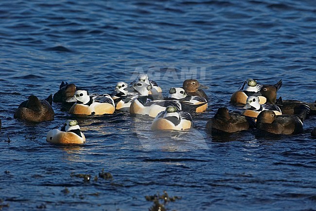 Stellers Eider;  Steller's Eider stock-image by Agami/Markus Varesvuo,