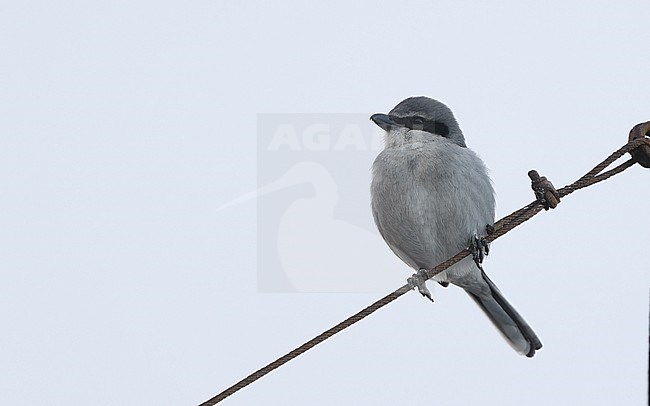 Great Grey Shrike (Lanius excubitor koenigi) perched on wire in Tenerife, Canary Islands, Spain stock-image by Agami/Helge Sorensen,