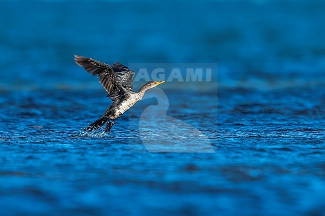 Long-tailed Cormorant (Microcarbo africanus africanus) aka Reed Cormorant flying over Iwik beach in Banc d'Arguin, Mauritania. stock-image by Agami/Vincent Legrand,