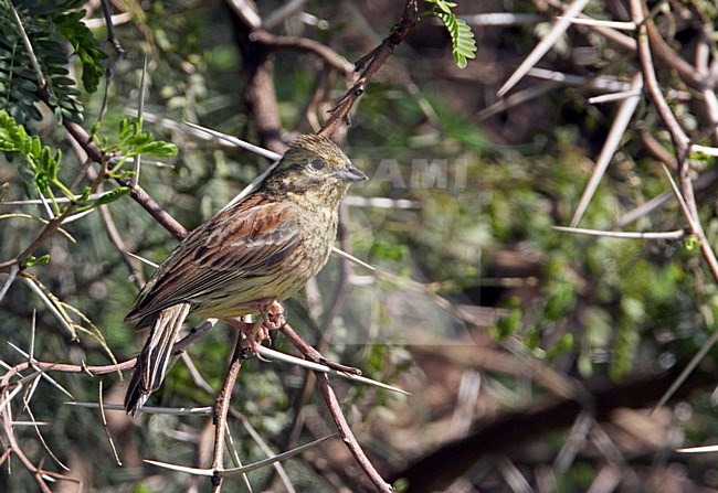 Vrouwtje Cirlgors; Female Cirl Bunting stock-image by Agami/Markus Varesvuo,