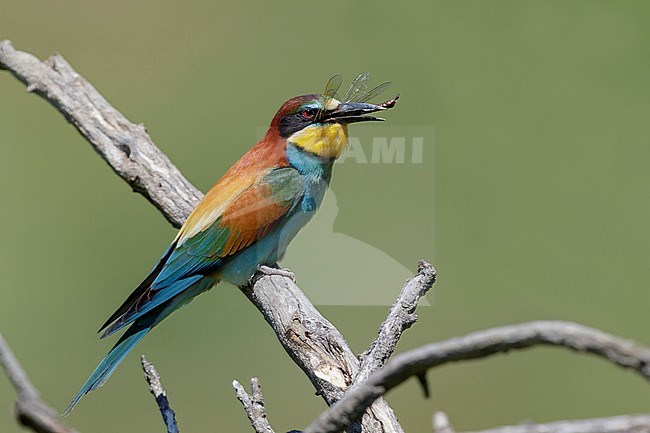 European Bee-eater (Merops apiaster), side view of an adult swallowing a dragonfly, Basilicata, Italy stock-image by Agami/Saverio Gatto,